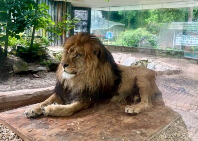 Veverky – ZOO Liberec